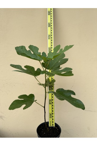 Інжир ремонтантний Брунсвік - 3л/вис.50-60см/Ø10-20см
